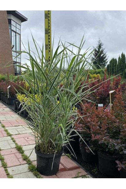 Фаляріс тростинний/Канареєчник - 3л/вис.60-70см/Ø20-30см